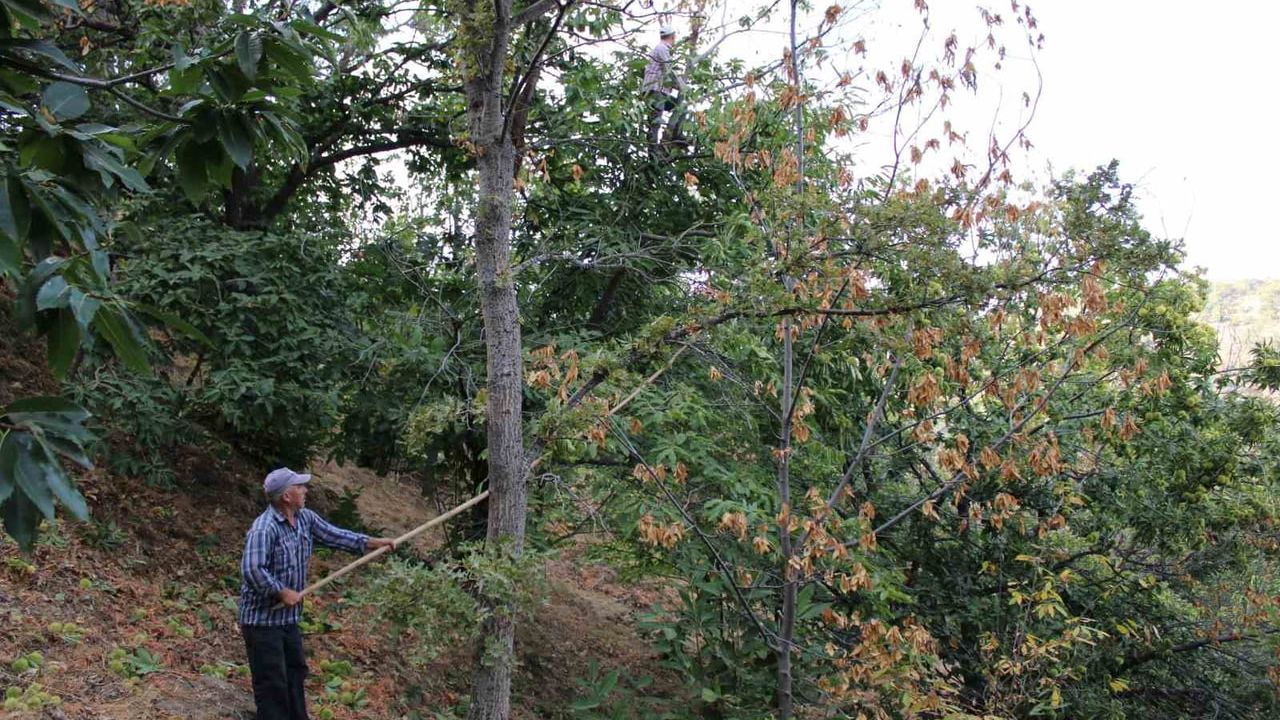 Aydın'da kestane üreticilerine kestane gal arısı uyarısı: erken kontrol ve imha çağrısı