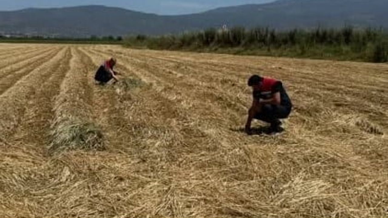 Aydın'da kuraklıkla mücadele: Aylık fenolojik gözlemler Çine ve Karpuzlu'da gerçekleştirildi
