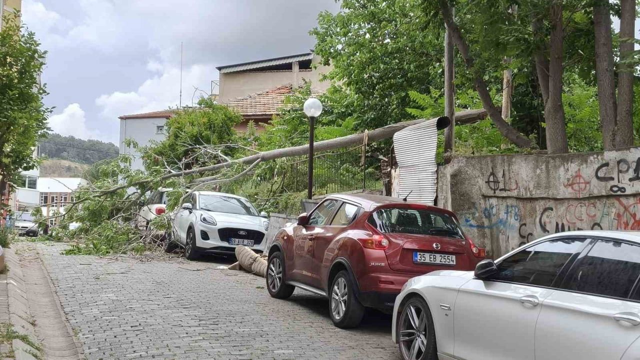 Aydın Efeler'de Rüzgarda Devrilen Ağaç Park Halindeki Üç Araca Hasar Verdi
