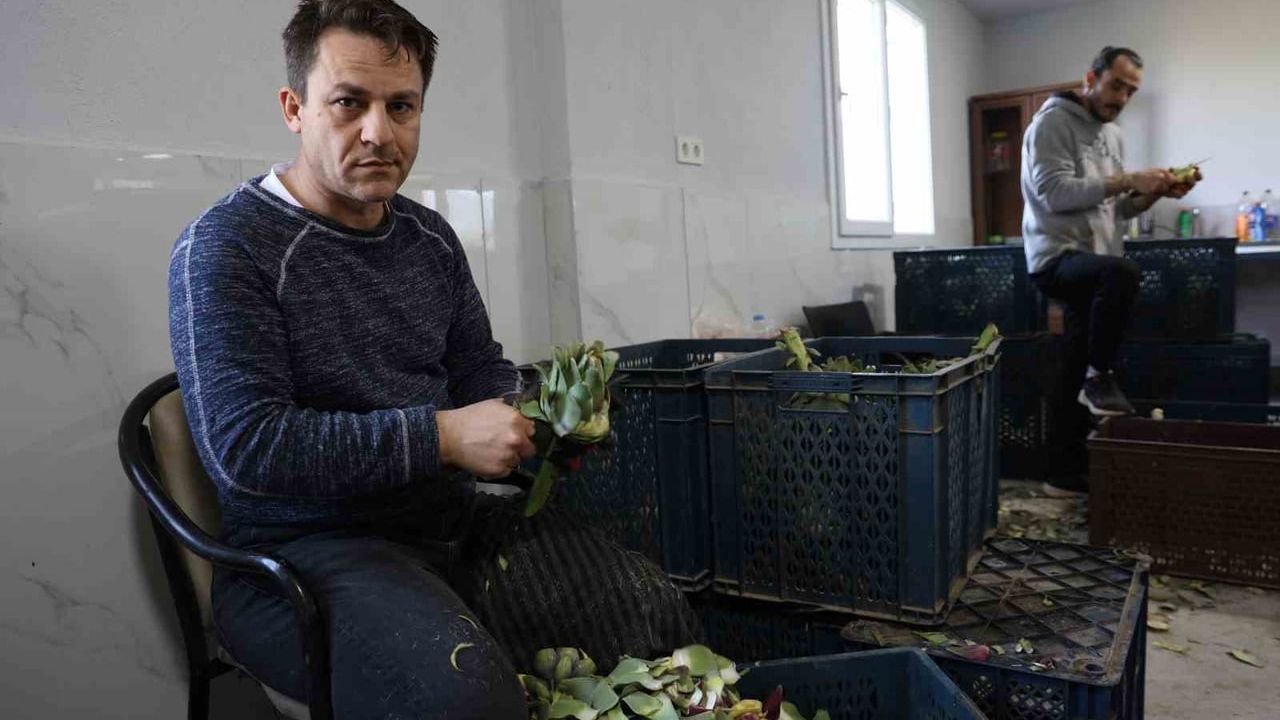 Aydın Gölhisar'da Enginar Soyumu: Usta Eller Sezonluk Geliri Yükseltiyor