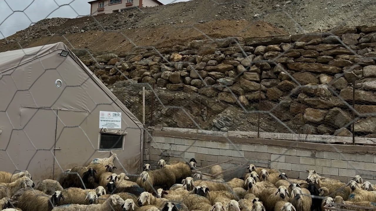 Aydıntepe'de Köyümde Yaşamak İçin Bir Sürü Nedenim Var Projesi Kapsamında Küçükbaş Tespitleri Sürüyor