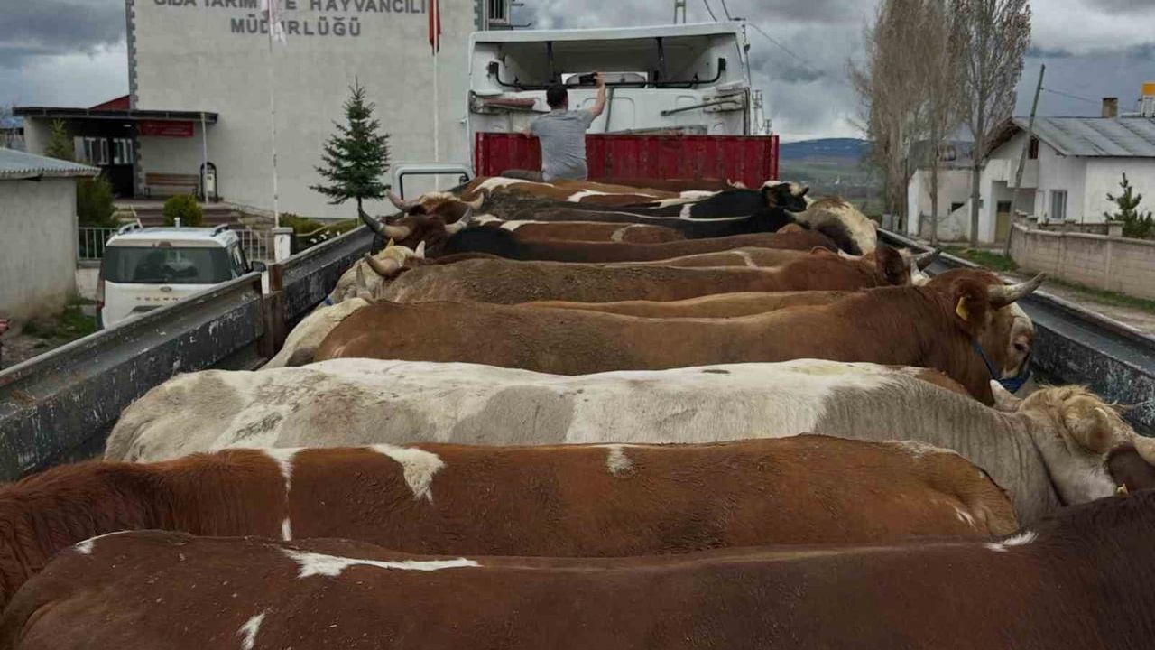 Aydıntepe'de Kurban Bayramı öncesi hayvan nakil araçlarına denetim