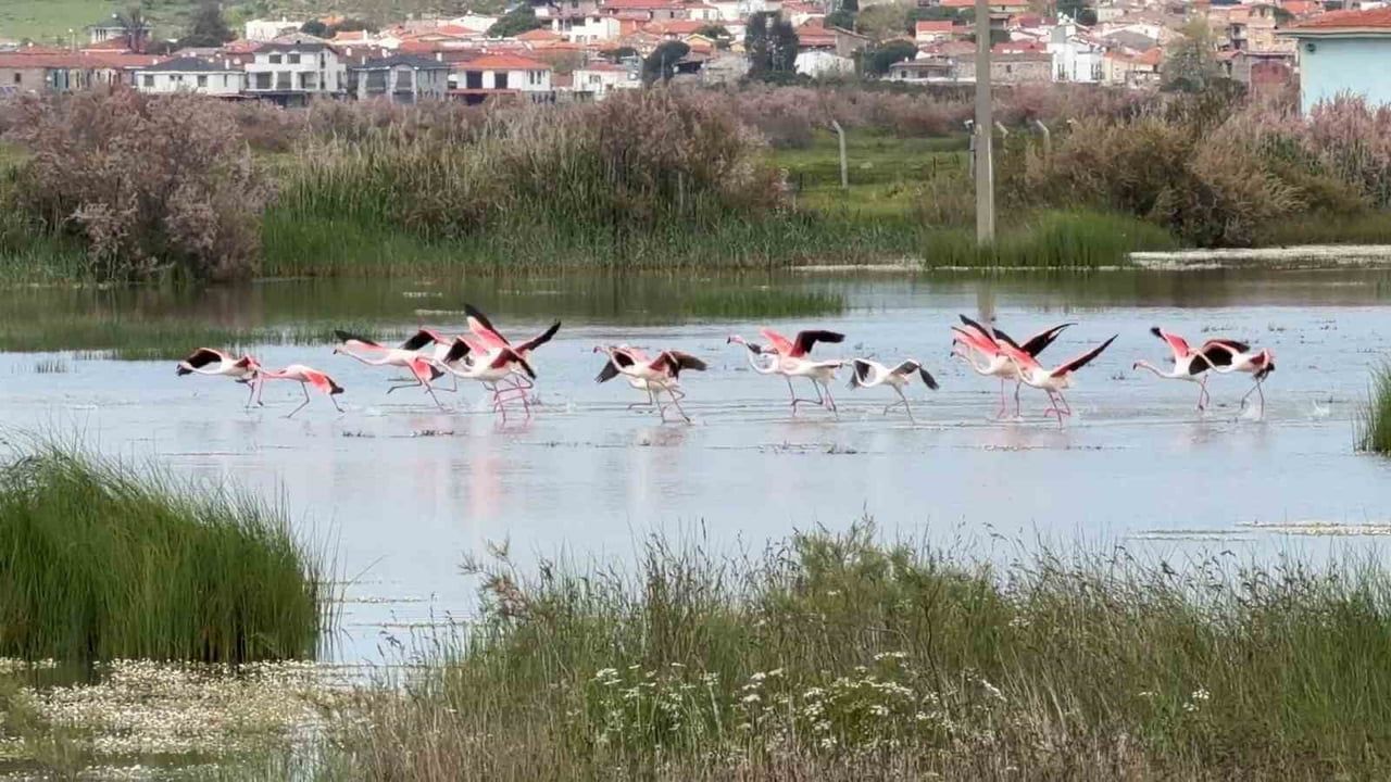 Ayvalık Lagünleri Pembe Konuklarla Canlanıyor: Flamingolar Ekoturizmi Öne Çıkarıyor