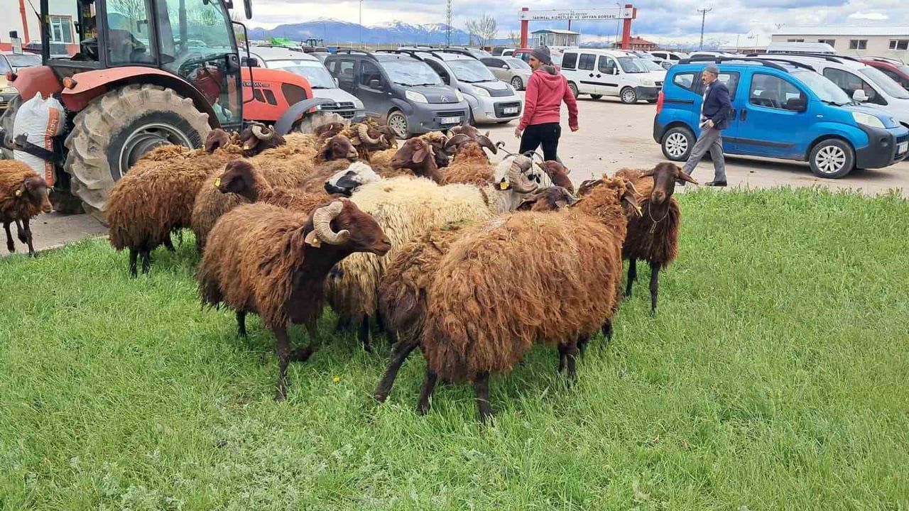 Aziziye Hayvan Borsası'nda Kurbanlık Hareketliliği Artıyor