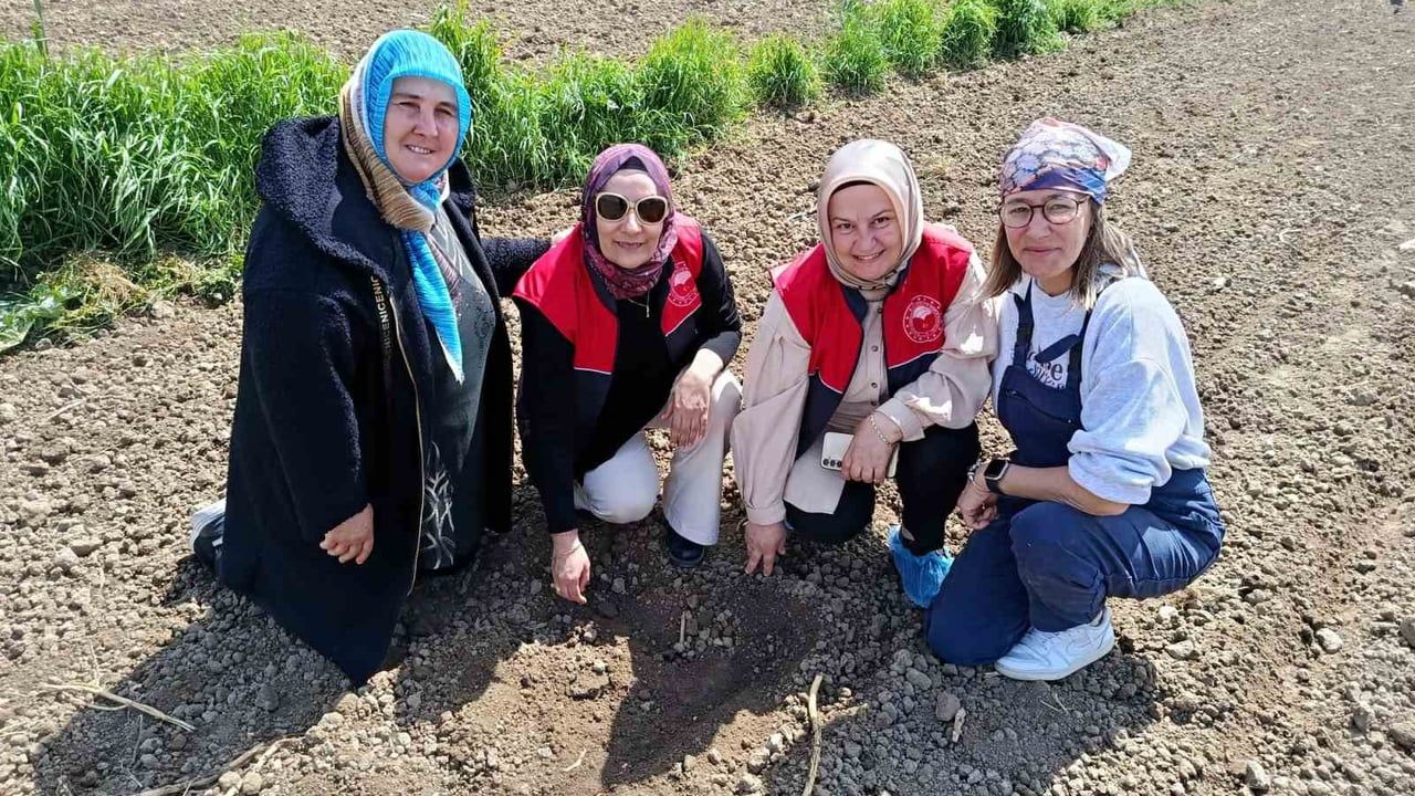 Babaeski'de kadın üreticiler fasulye ekimine başladı