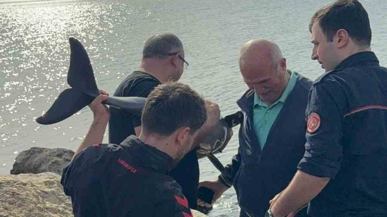Bafra'da kayalıklara sıkışan yunusu polis memuru Erkan Yıldırım kurtardı