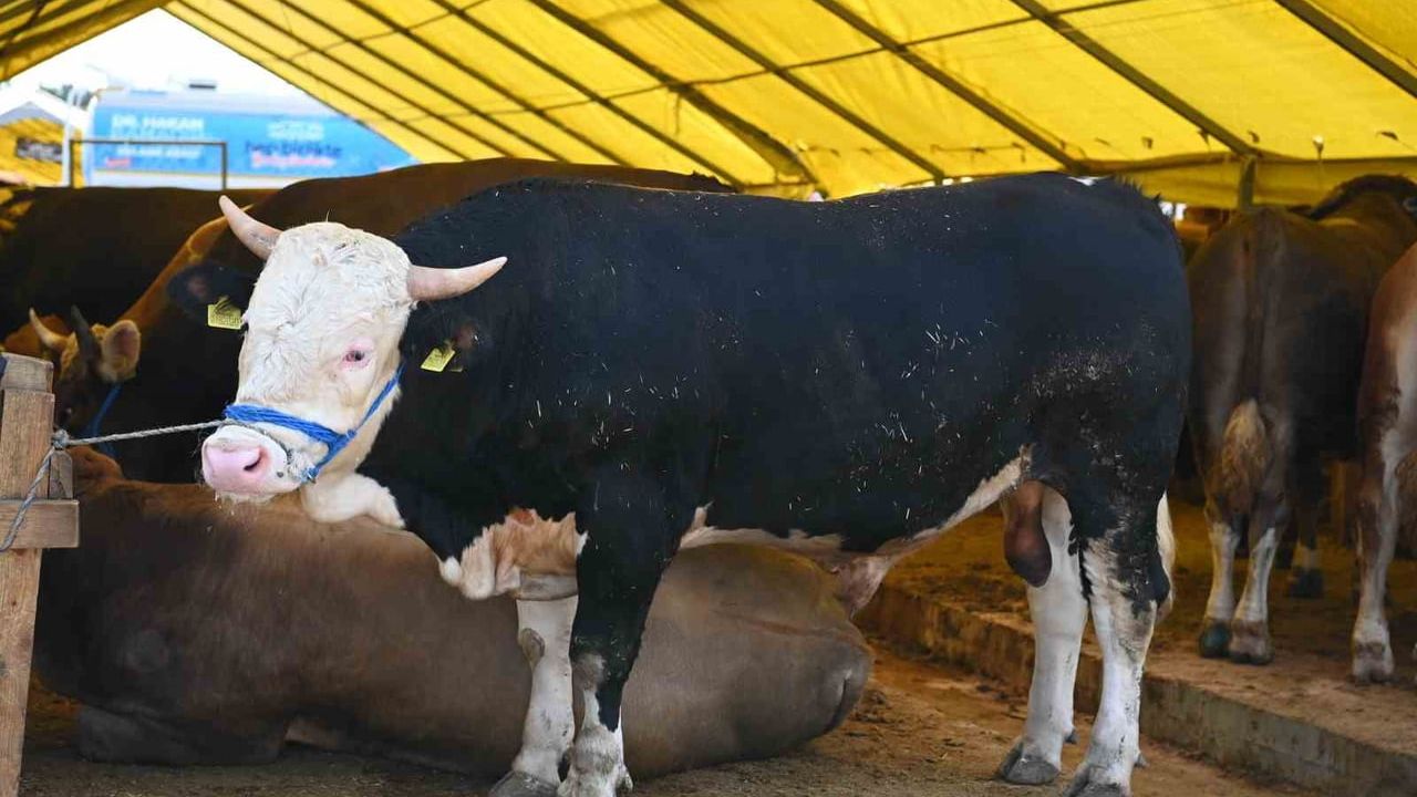 Bahçelievler’de Kurban Bayramı hazırlıkları tamamlandı