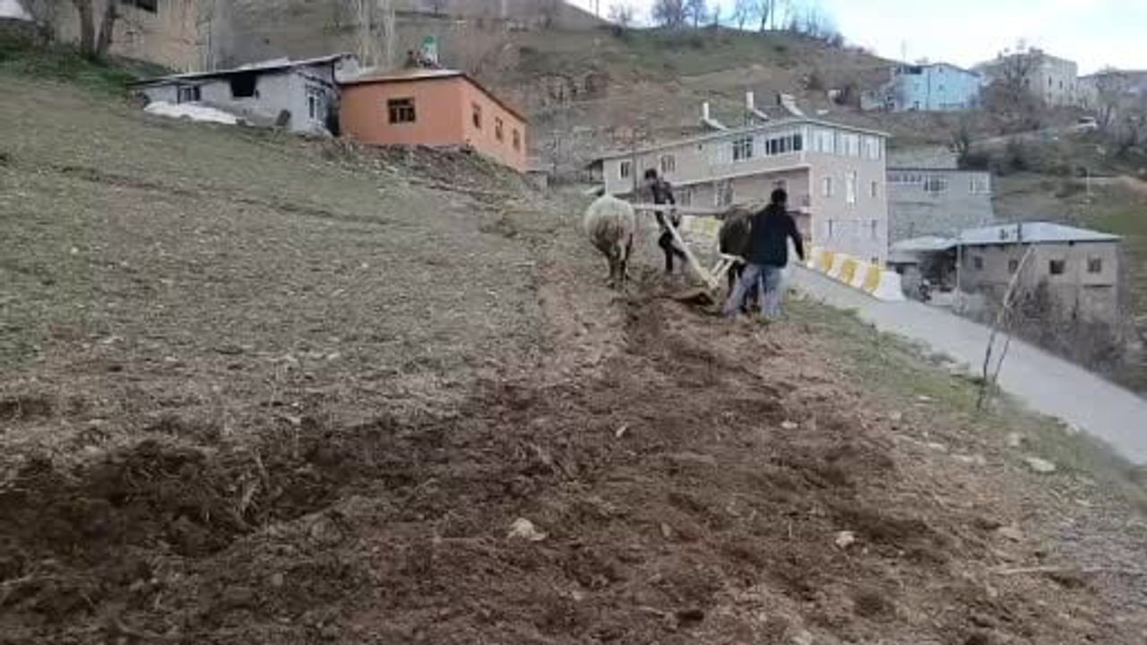 Bahçesaray’da Traktörlerin Ulaşamadığı Yamaçlarda Karasabanla Tarım