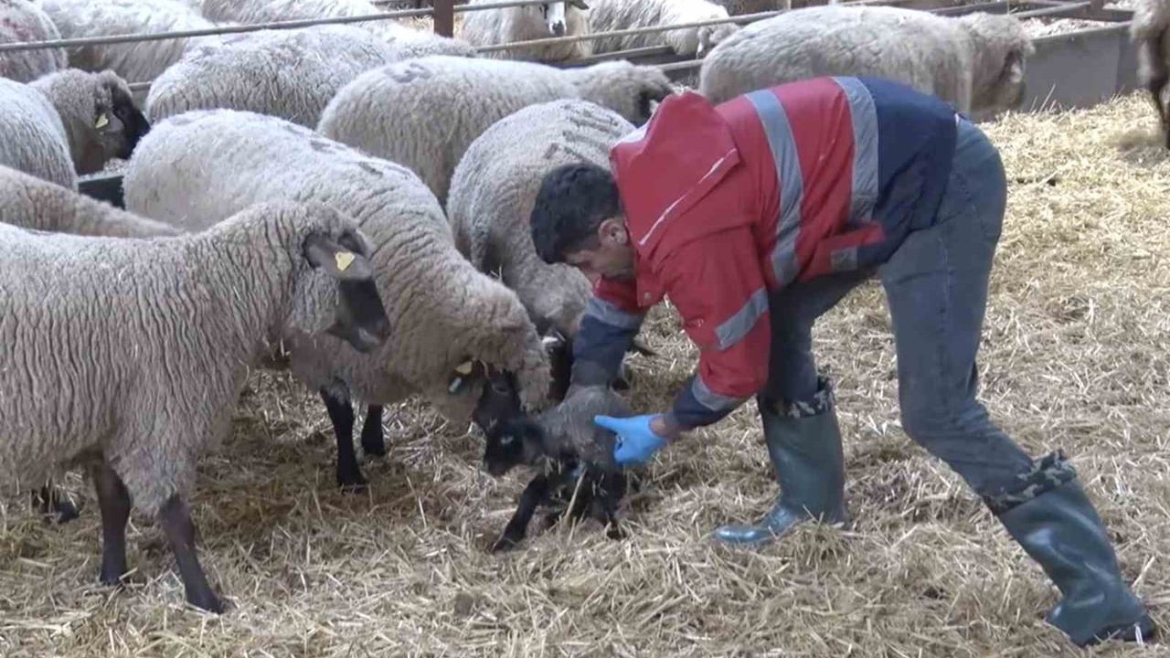 Balıkesir'de Merinos kuzusu iki koyunun sahiplenme yarışında görevliler müdahale etti