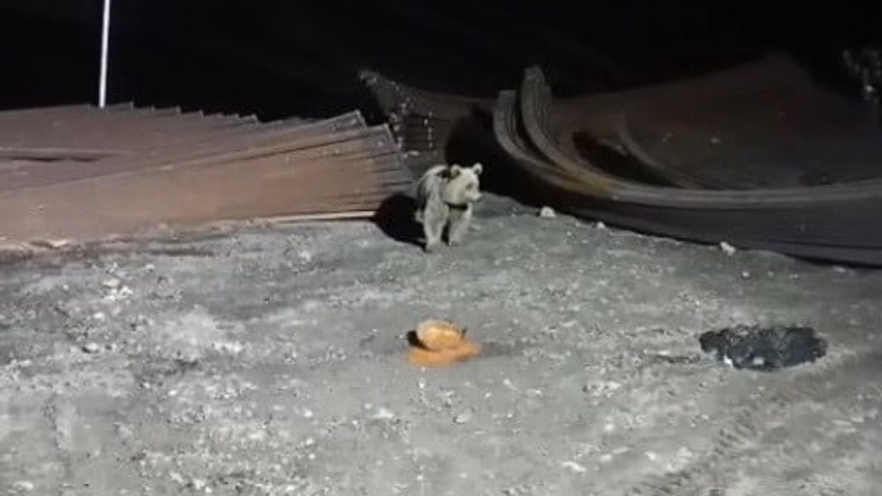 Bayburt'ta Kop Tüneli şantiyesine inen ayı, köpeklerin havlamasıyla yemeğini alıp kaçtı