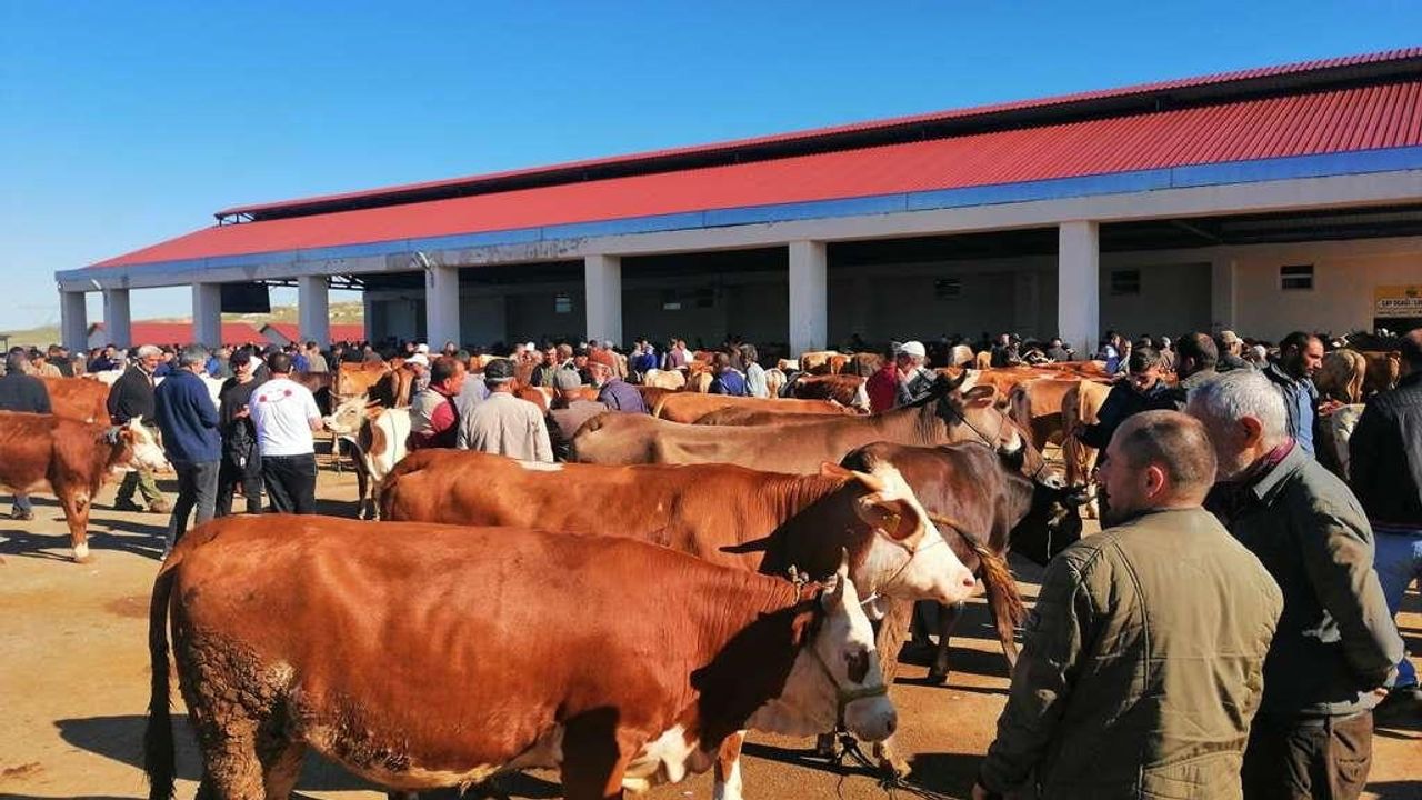 Bayburt'ta kurbanlık satışları canlı hayvan pazarında başladı; sağlık ve güvenlik önlemleri alındı