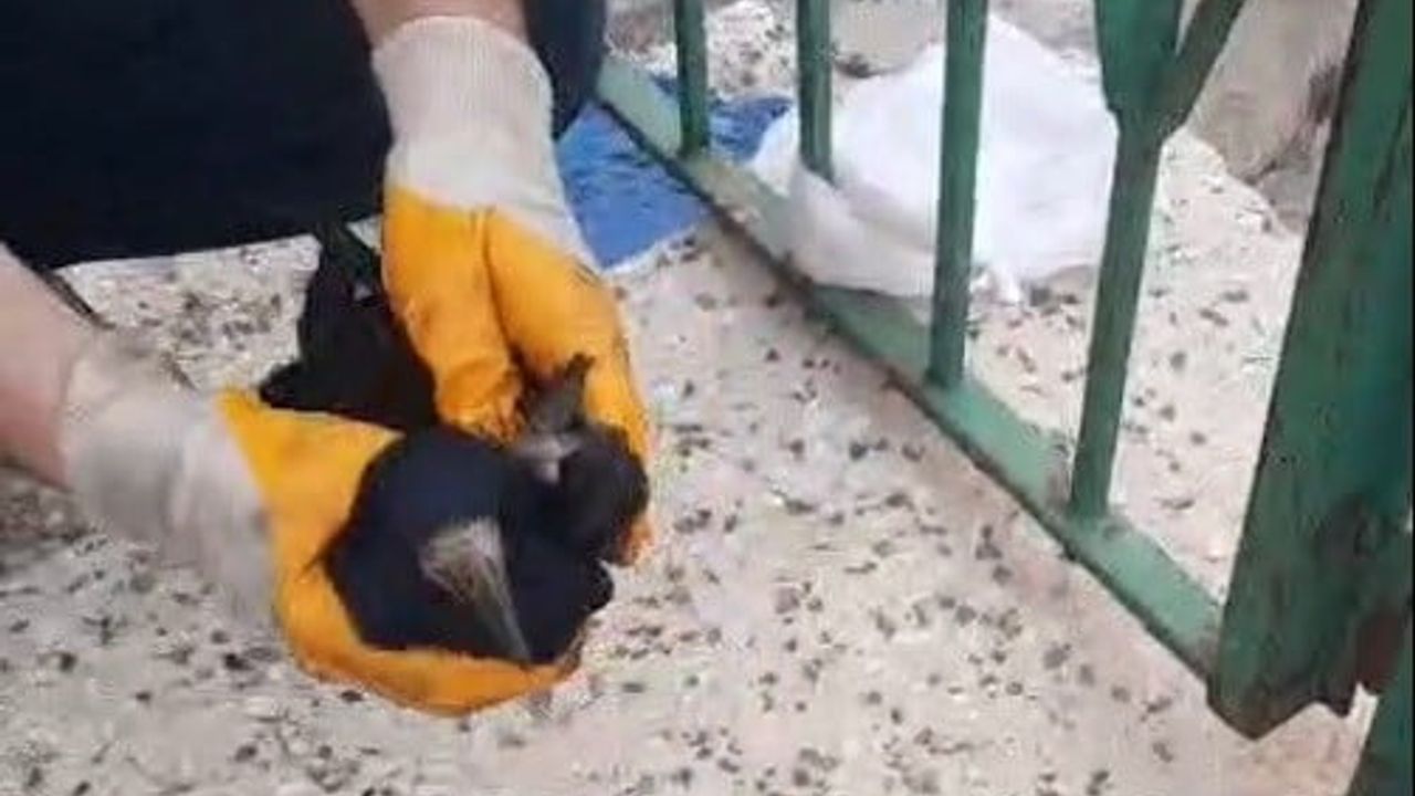 Bayburt’ta poşete dolanan karga baba ve oğlunun müdahalesiyle kurtarıldı