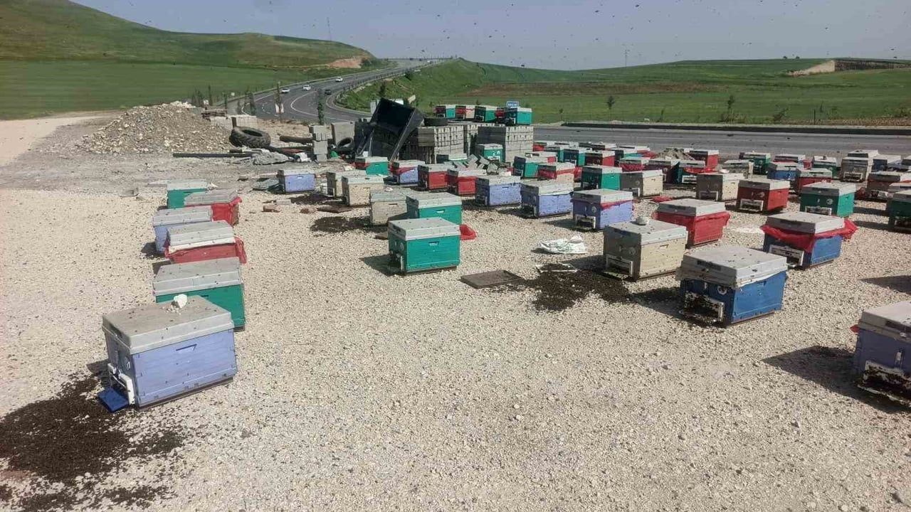 Beşiri'de taşıma sırasında kovan devrilmesi: binlerce arı telef oldu