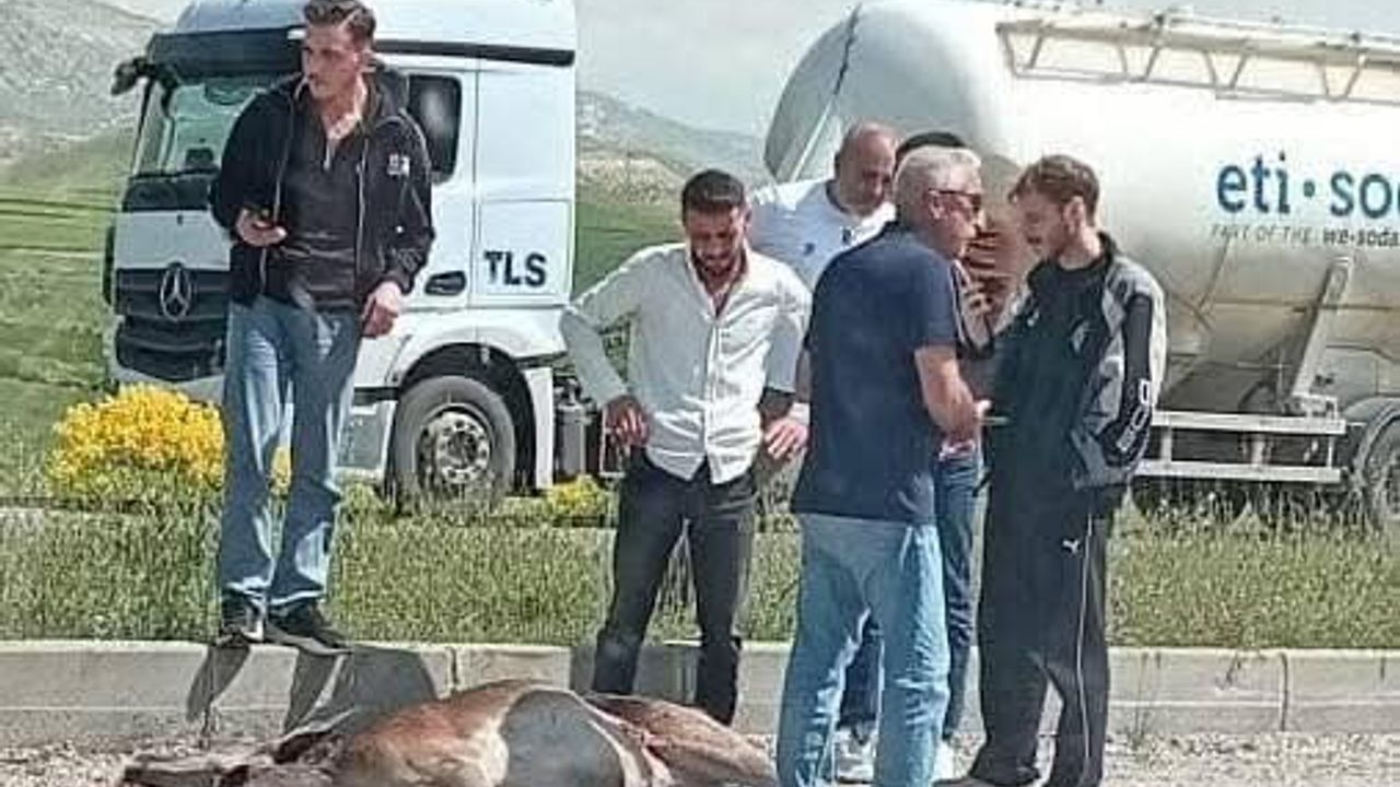 Beypazarı Çayırhan'da otomobilin çarptığı geyik ağır yaralandı