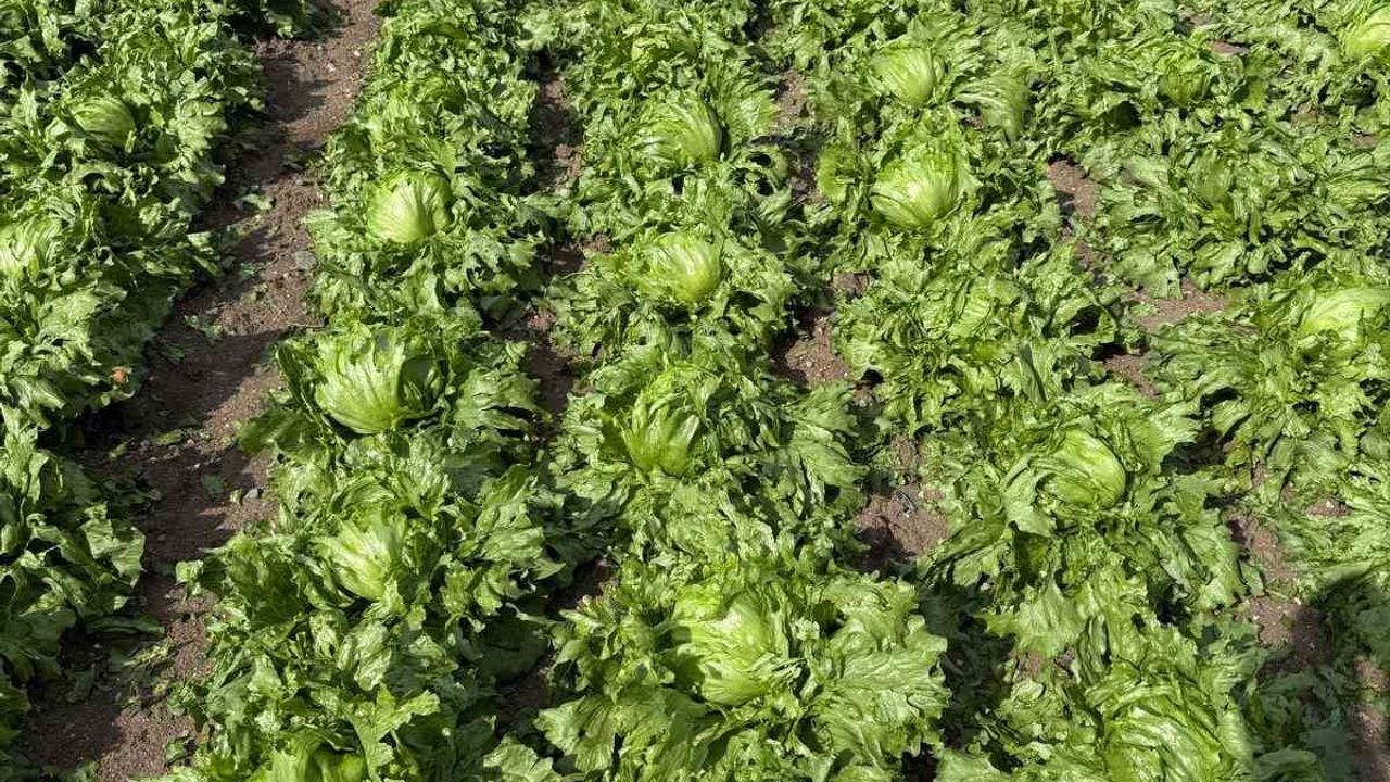 Beypazarı'nda dolu, Harmancık ve ova köylerinde ekili alanlara zarar verdi