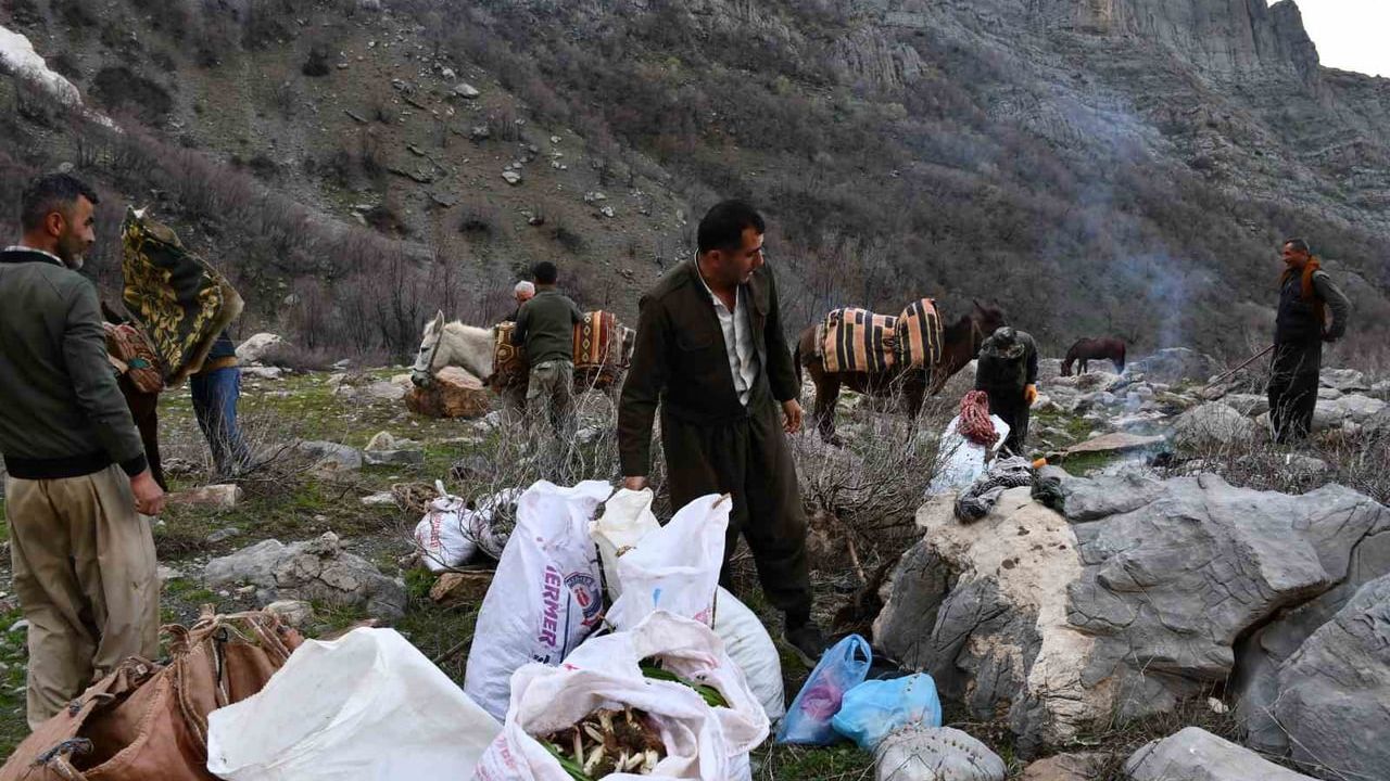 Beytüşşebap'ta baharda pancar (hıngedan) otu toplama sezonu: Sere Rehlı'de saatler süren tırmanış, kilo 200 TL