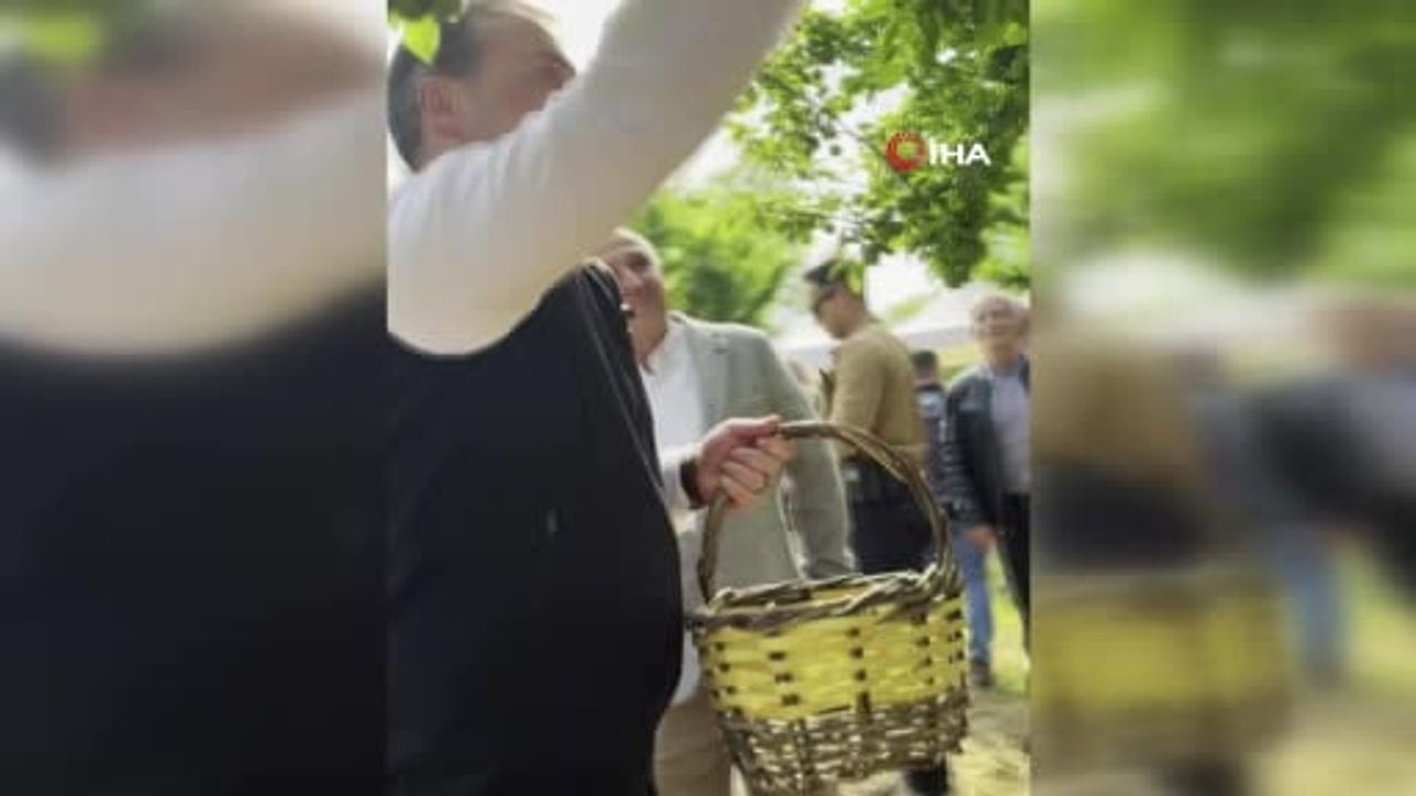 Bilecik’te can eriği hasadı başladı: Osmaneli Ciciler'de sezonun ilk toplaması