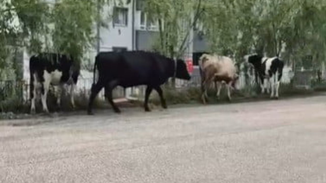 Bilecik'te kurban satış alanından kaçan 5 büyükbaş kısa sürede yakalandı