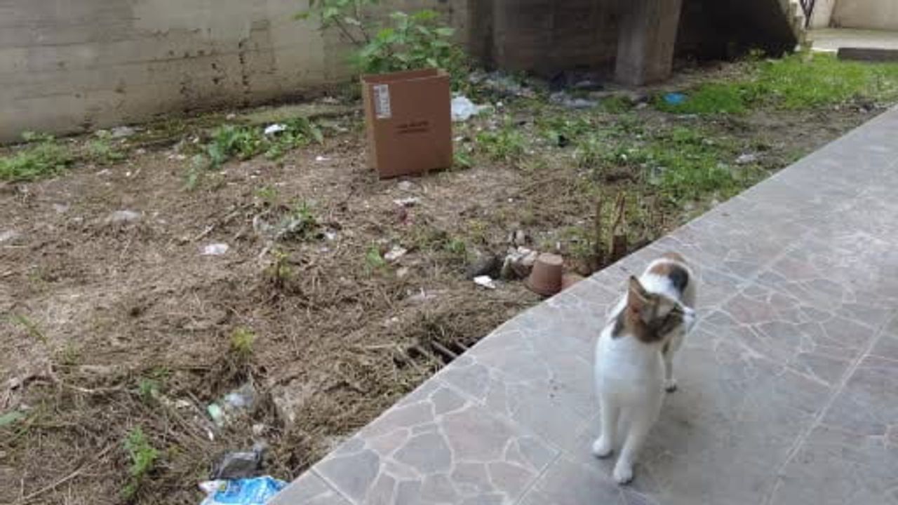 Bilecik'te mazgala sıkışan kedi yavruları kurtarıldı
