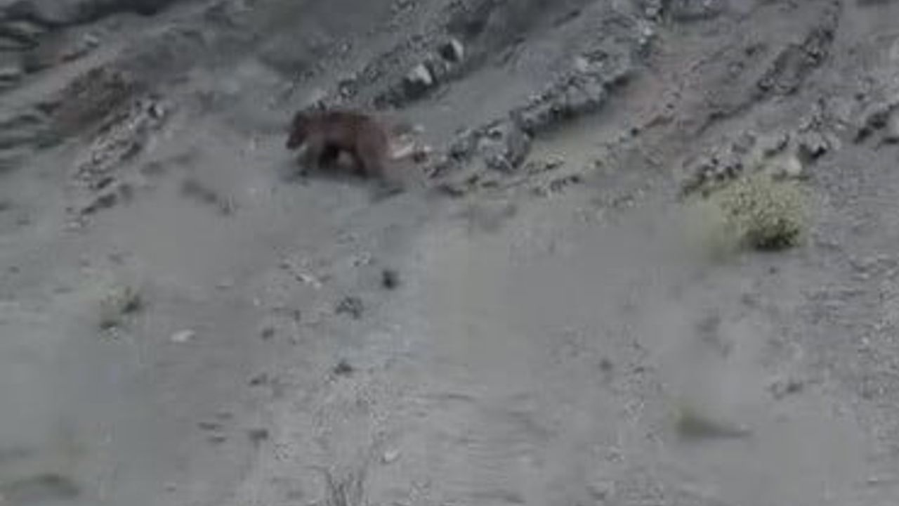 Bilecik'te yamaca tırmanmaya çalışan ayının kayması gülümsetti