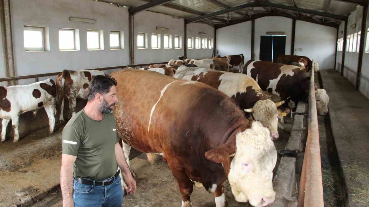 Bingöl'de 1,5 tonluk 'Tosun Paşa' 450 bin liraya satıldı