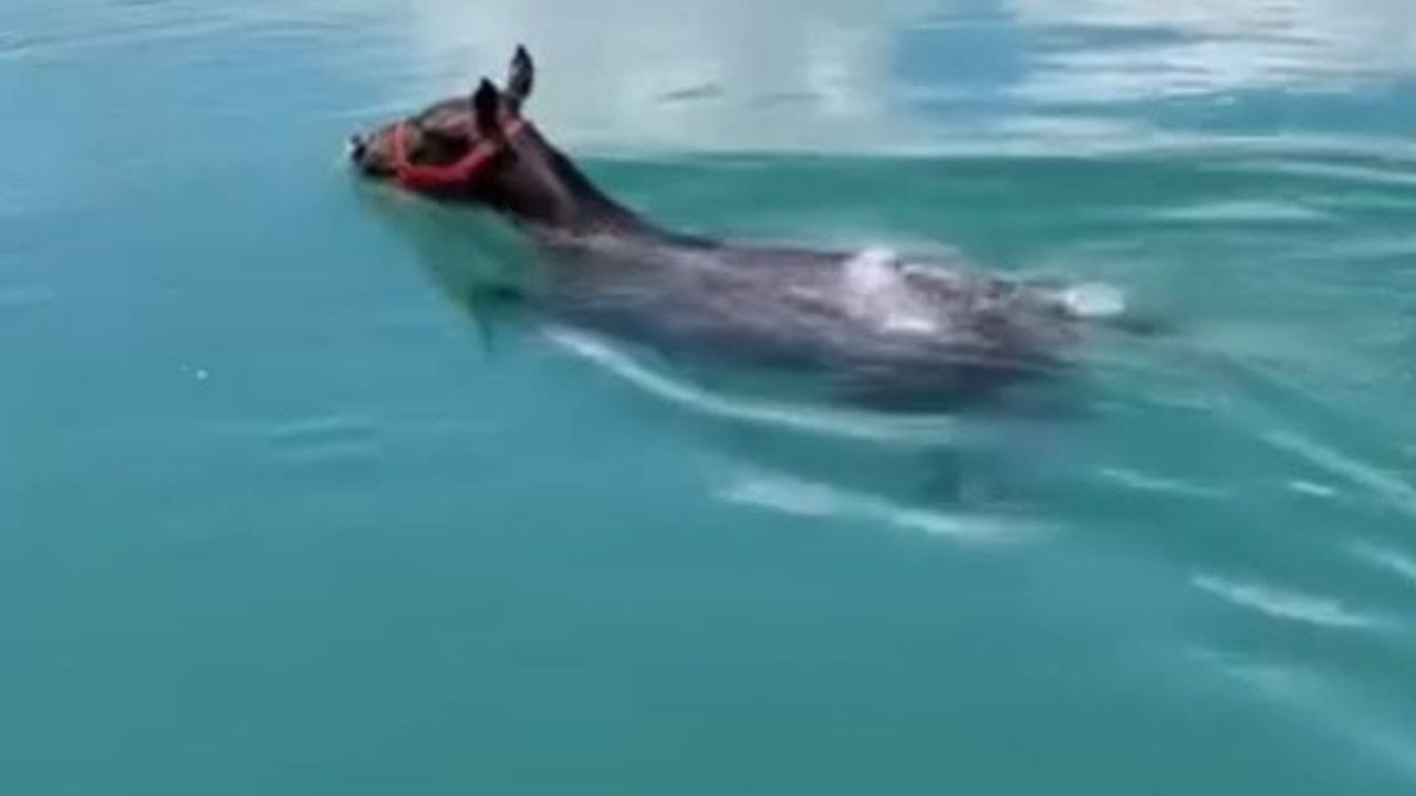 Birecik'te Fırat Nehri'nde yüzen at teknedeki vatandaşlar tarafından kıyıya çıkarıldı