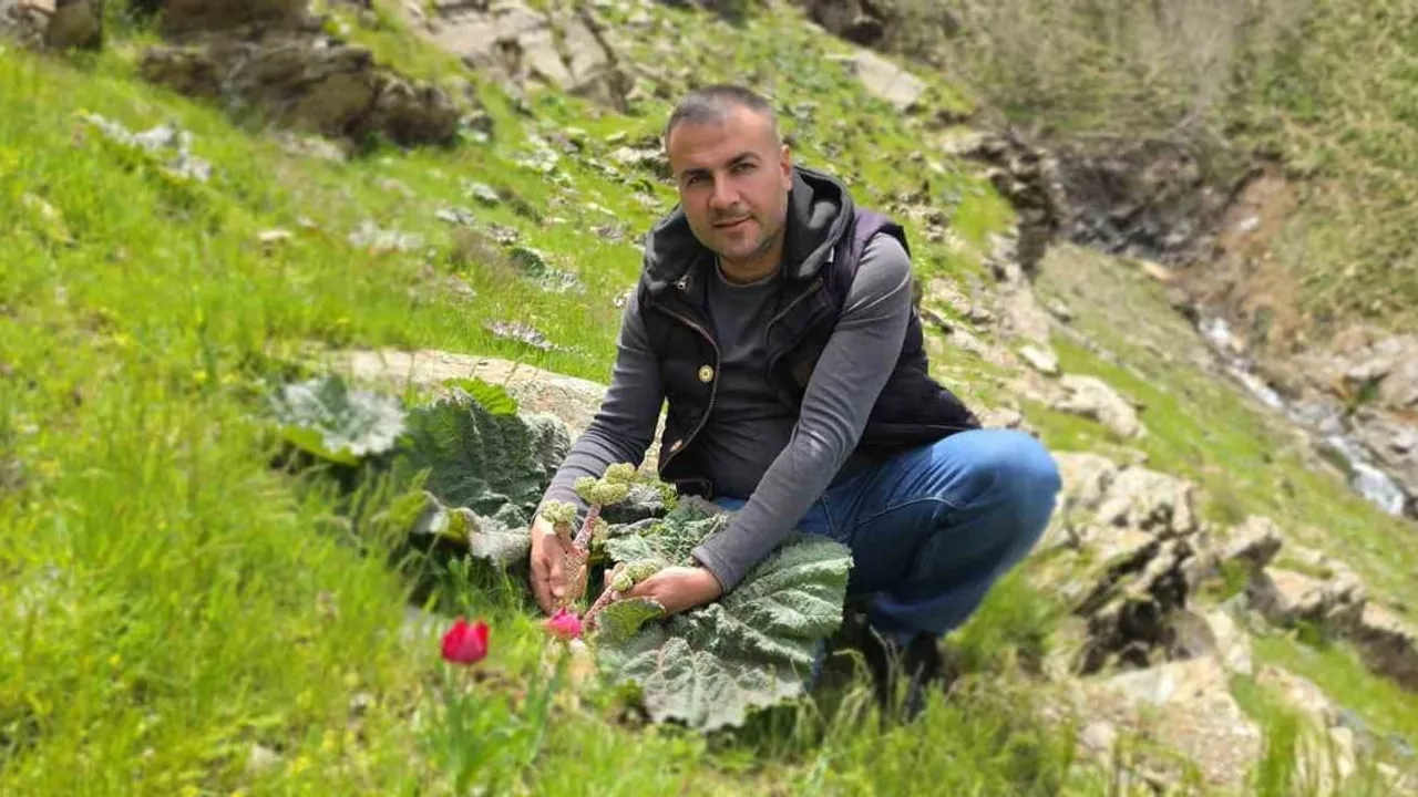 Bitlisliler 'Yayla Muzu' Işkını Topamak İçin Yaylalara Yöneldi
