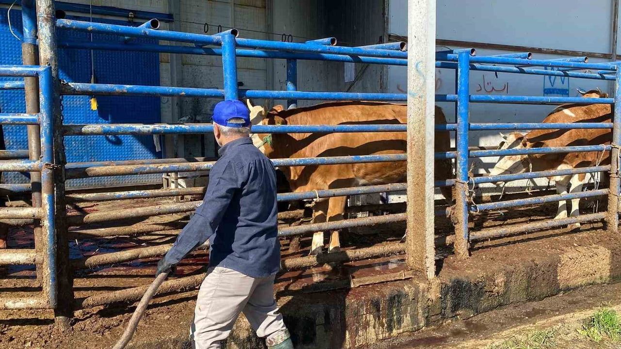 Bolu'da Kurban Bayramı: İlk kurbanlar belediye kesim alanlarında kesildi