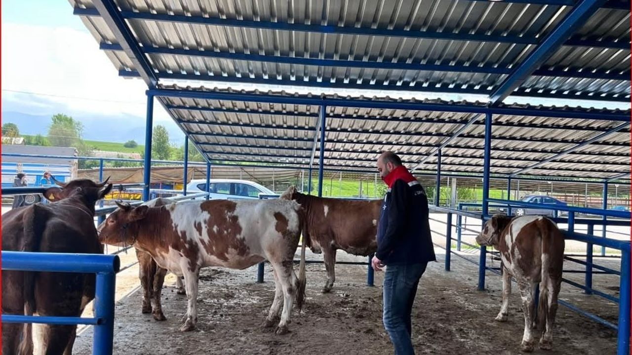 Bolu'da Kurban Pazarlarında Denetim: Hayvan Sağlığı, Hijyen ve Belgeler Kontrol Edildi