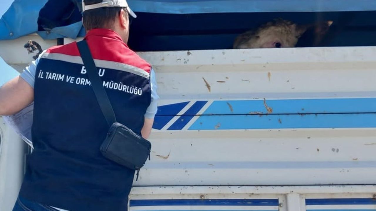 Bolu'da kurbanlık nakil araçları kontrol edildi