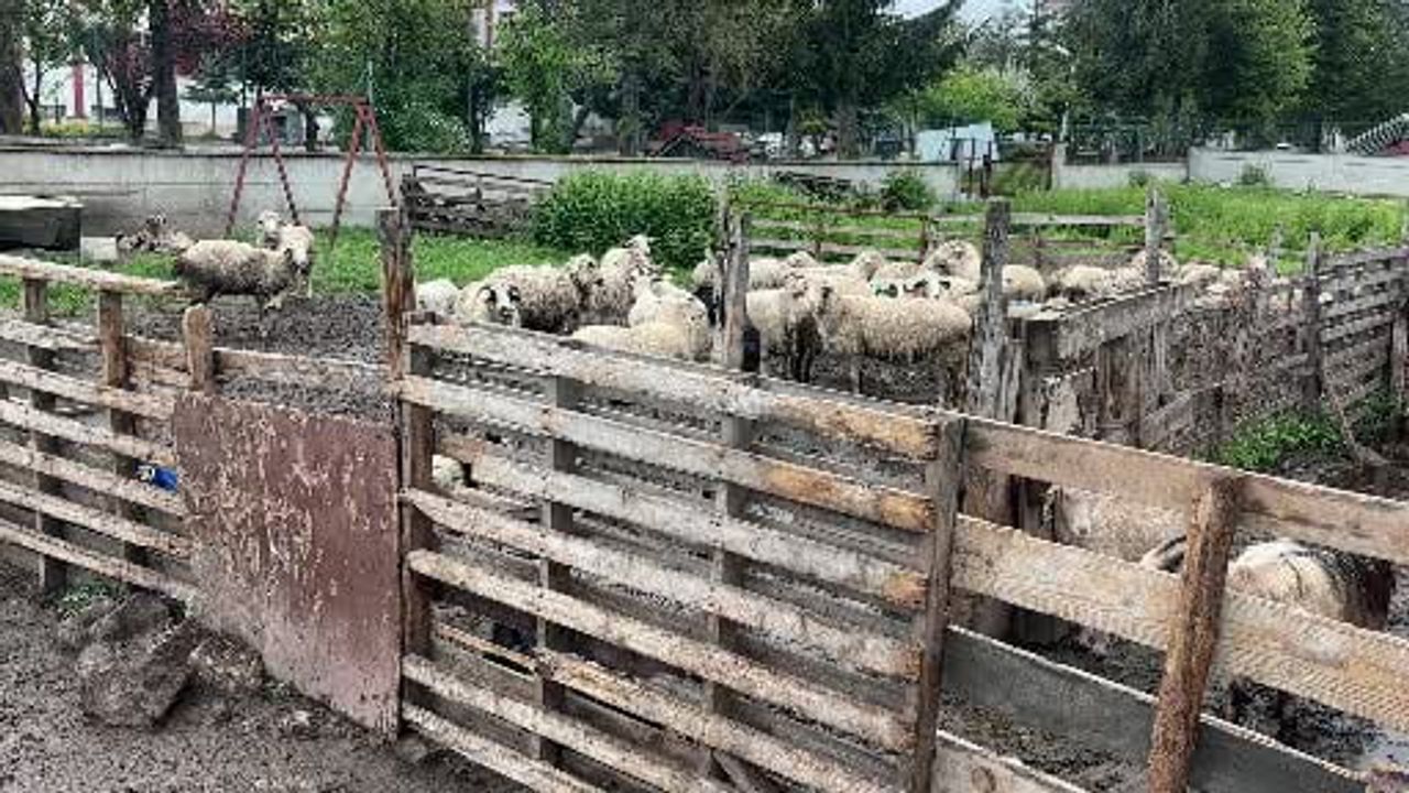 Bolu'da Kurbanlık Piyasası: Yüksek Büyükbaş Fiyatları Küçükbaşa Talebi Artırdı