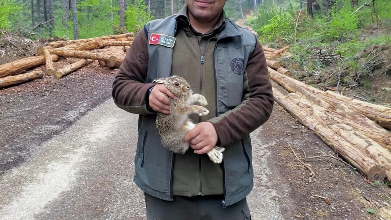 Bolu'da tomruklar arasına sıkışan yavru tavşan kurtarıldı