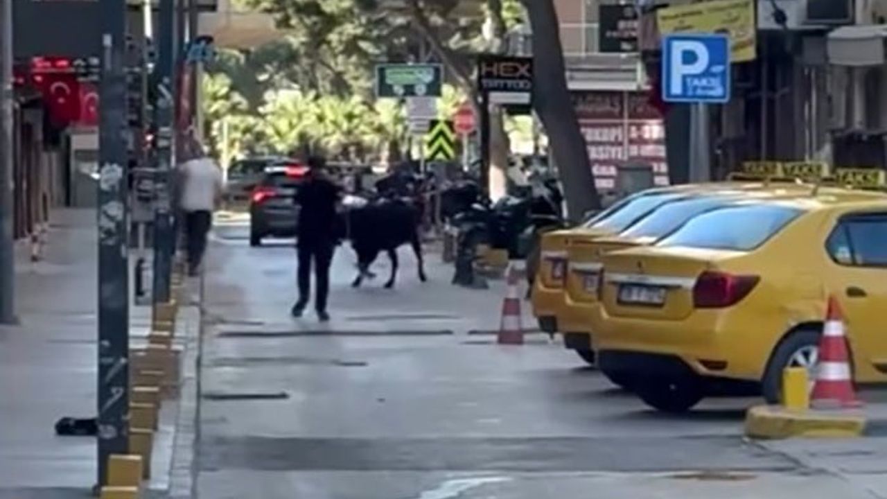Bornova Küçükpark'ta sahibinden kaçan kurbanlık dana, vatandaşlara panik yaşattı