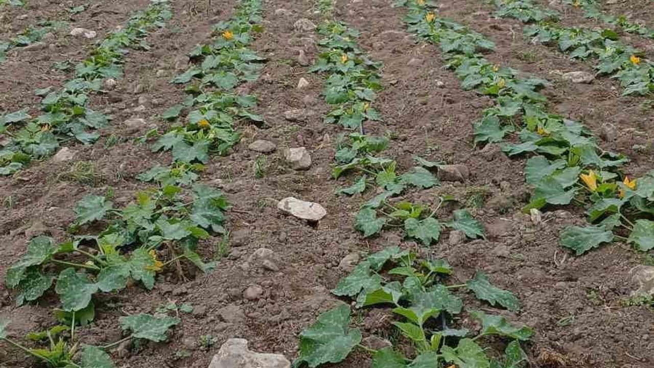 Boyalıca'da mevsimin ilk kabak hasadı başladı