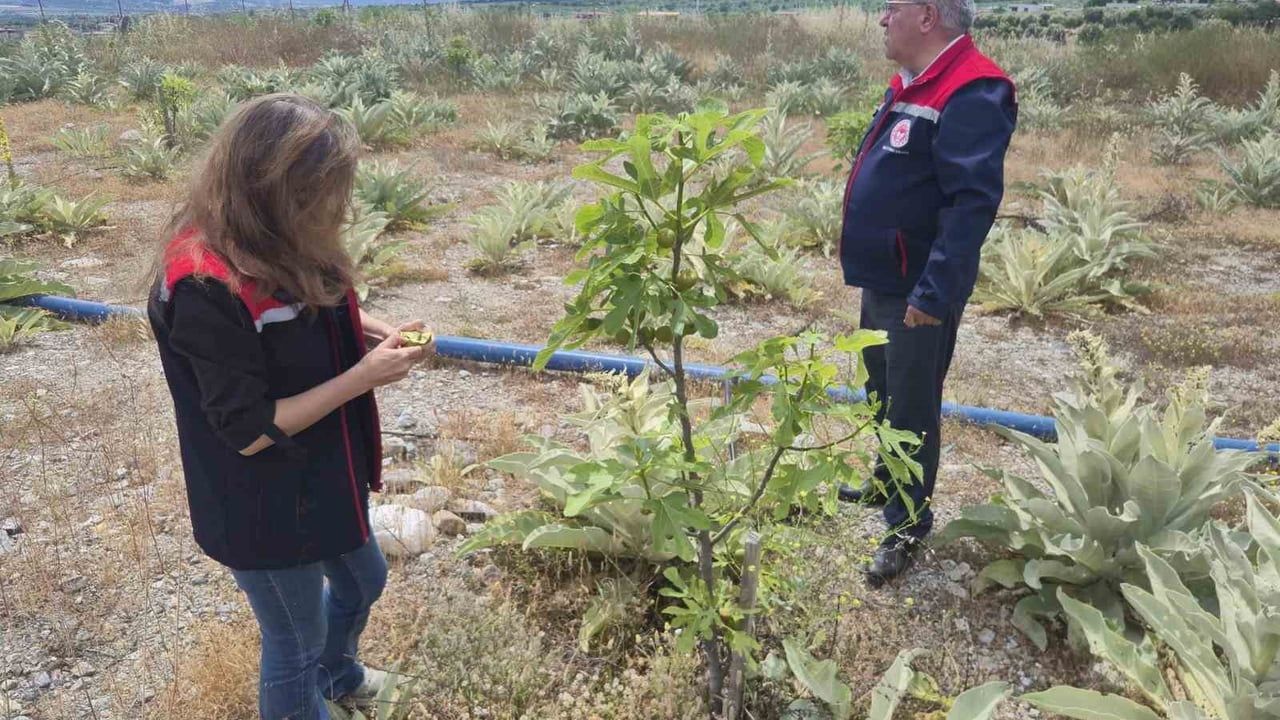 Buharkent’te 1. ve 2. Etap İlek Bahçelerinde Erken Dönem İlek Oluşumu Tespit Edildi
