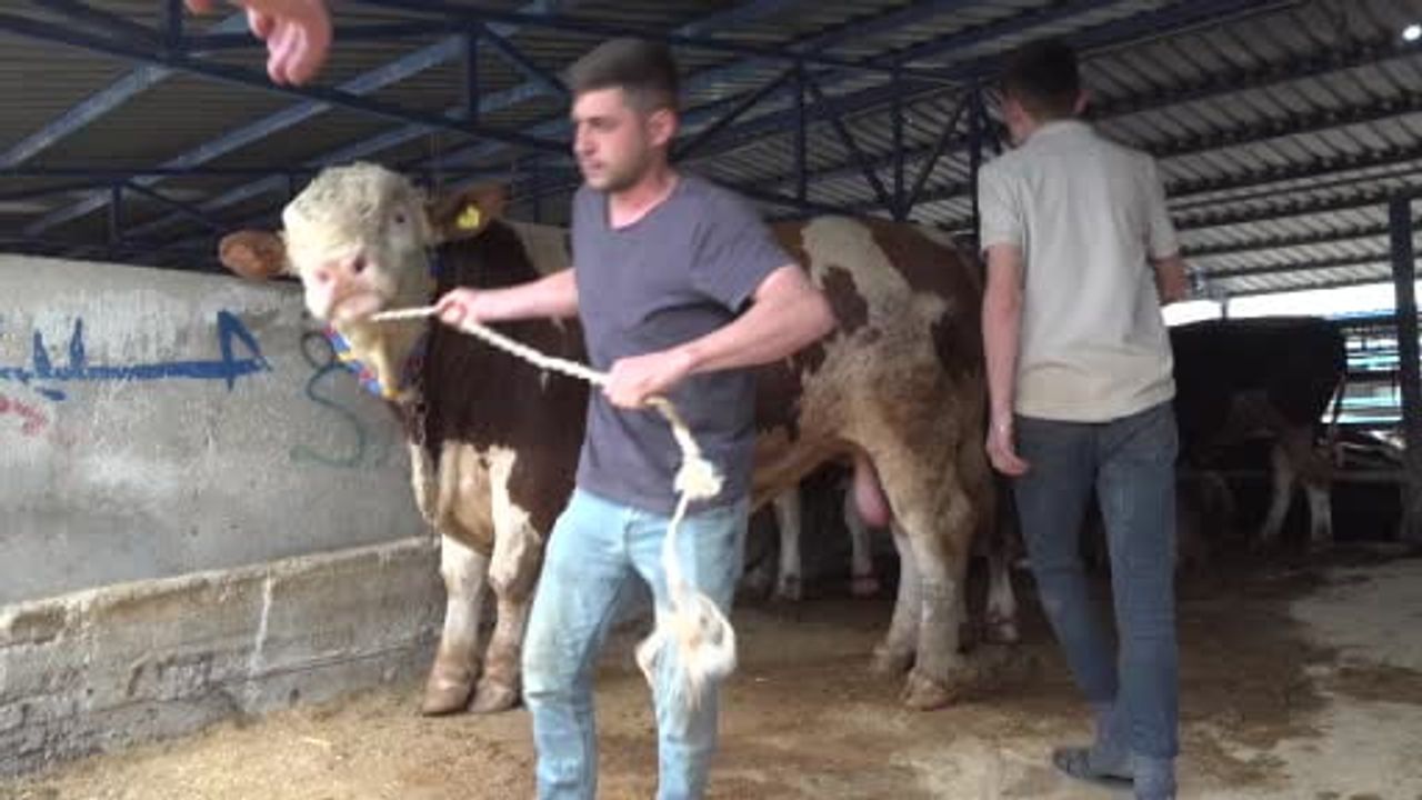 Bursa'da 1,2 tonluk şampiyon tosun 500 bin liraya satıldı