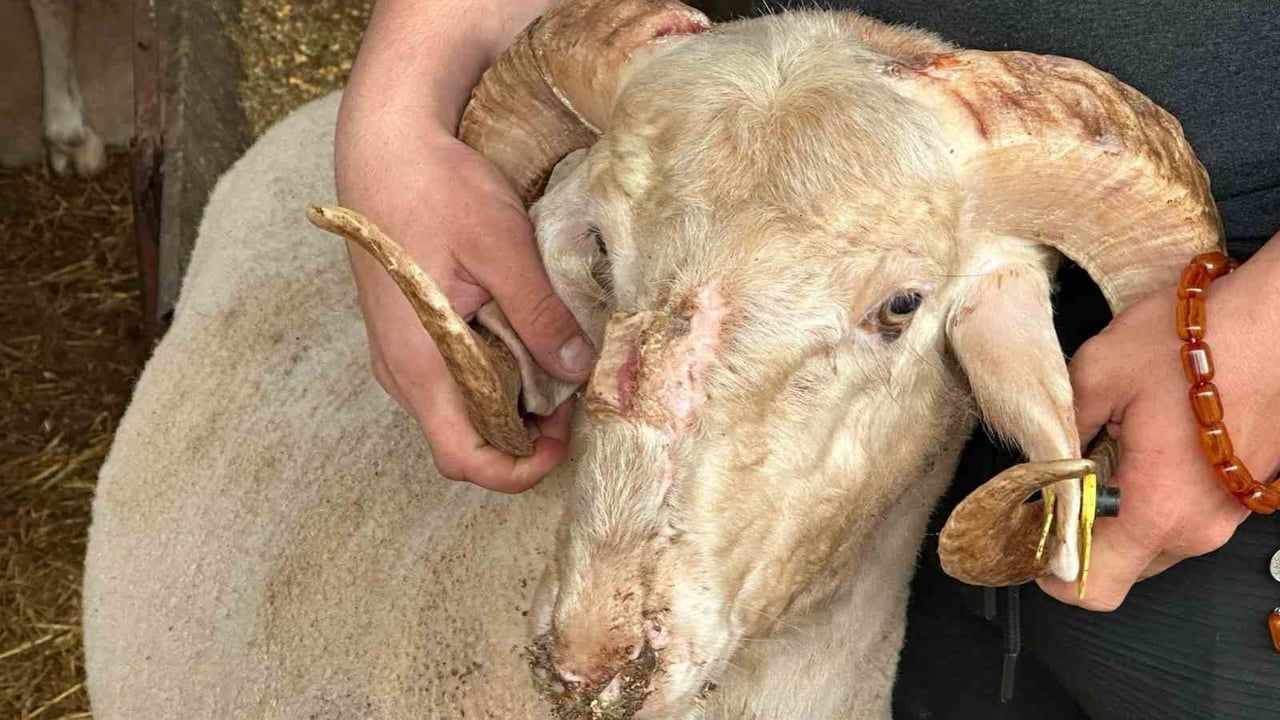 Bursa’da 'gergedan boynuzlu' koç kurban pazarında ilgi odağı oldu