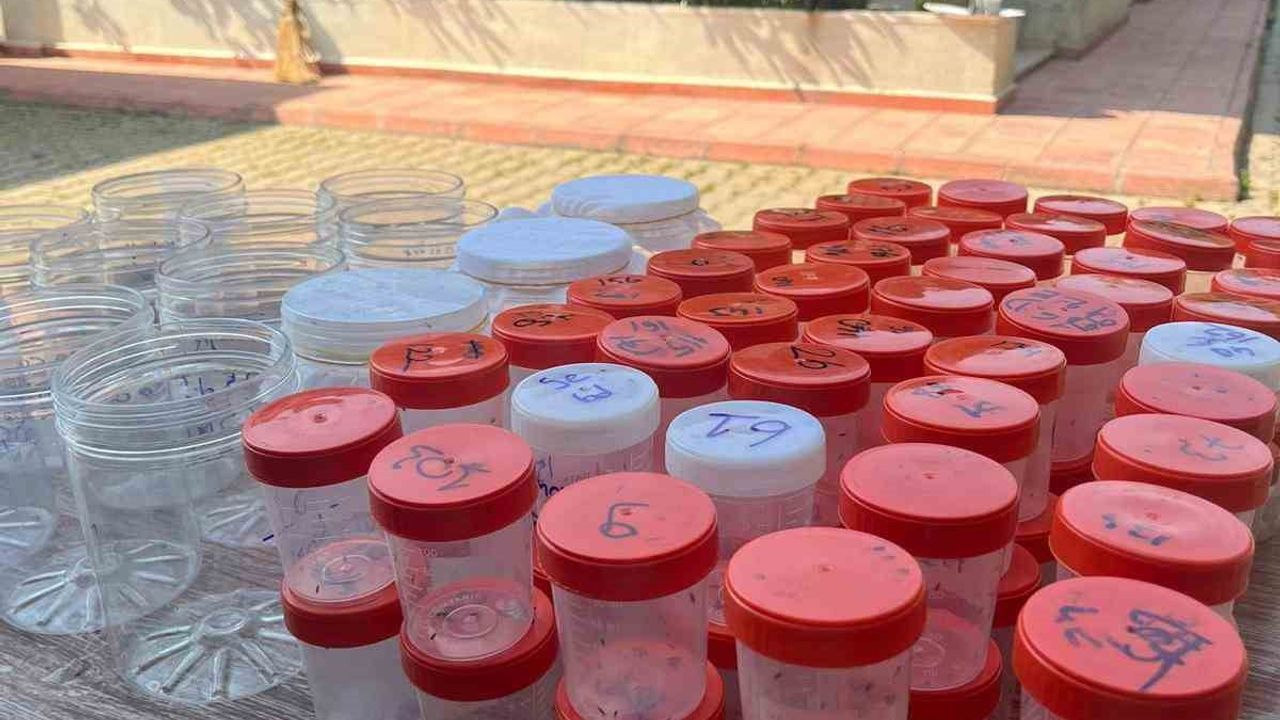 Bursa'da kestane ormanlarına 48 bin Torymus sinensis salındı; 5 yılda 208 bin faydalı böcek
