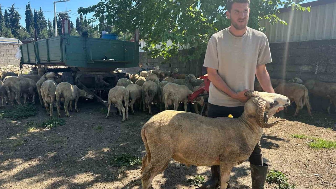 Bursa'da kurbanlık fiyatları: Kırsalda 20 bin liradan başlayan seçenekler
