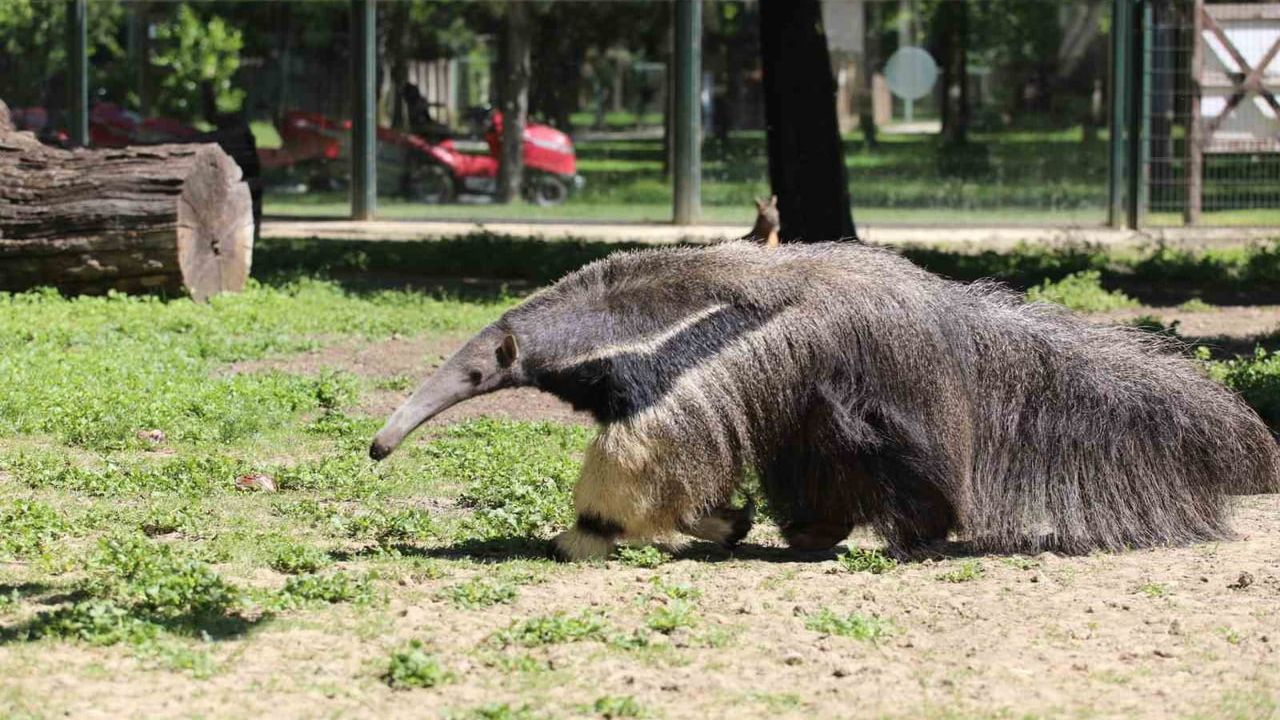 Bursa Hayvanat Bahçesi'nde 2 karıncayiyen ve 2 kızıl panda yavrusu umut verdi