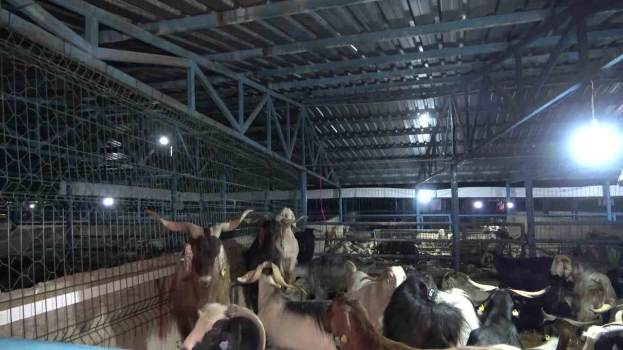 Bursa İsabey Hayvan Pazarında Kurban Hareketliliği: Besiciler Çadır ve Karavanla Nöbette