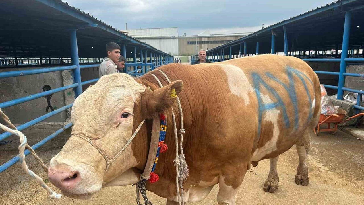 Bursa İsabey Kurban Pazarı'nda 1,2 ton ağırlığında 'Bayram' isimli tosun pazarın gözdesi