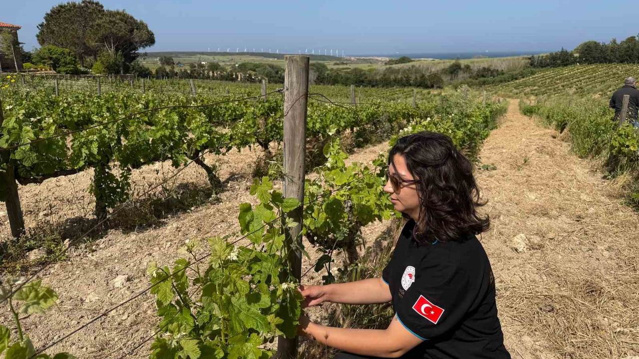 Çanakkale'de bağlarda külleme riski: Üreticilere düzenli kontrol ve doğru ilaçlama çağrısı