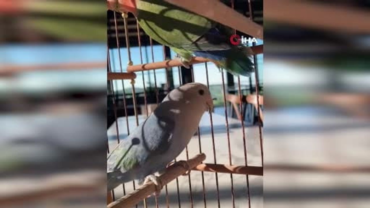 Çanakkale'de halkasız ve belgesiz Sevda Papağanı bulunduranlara 7 bin TL ceza