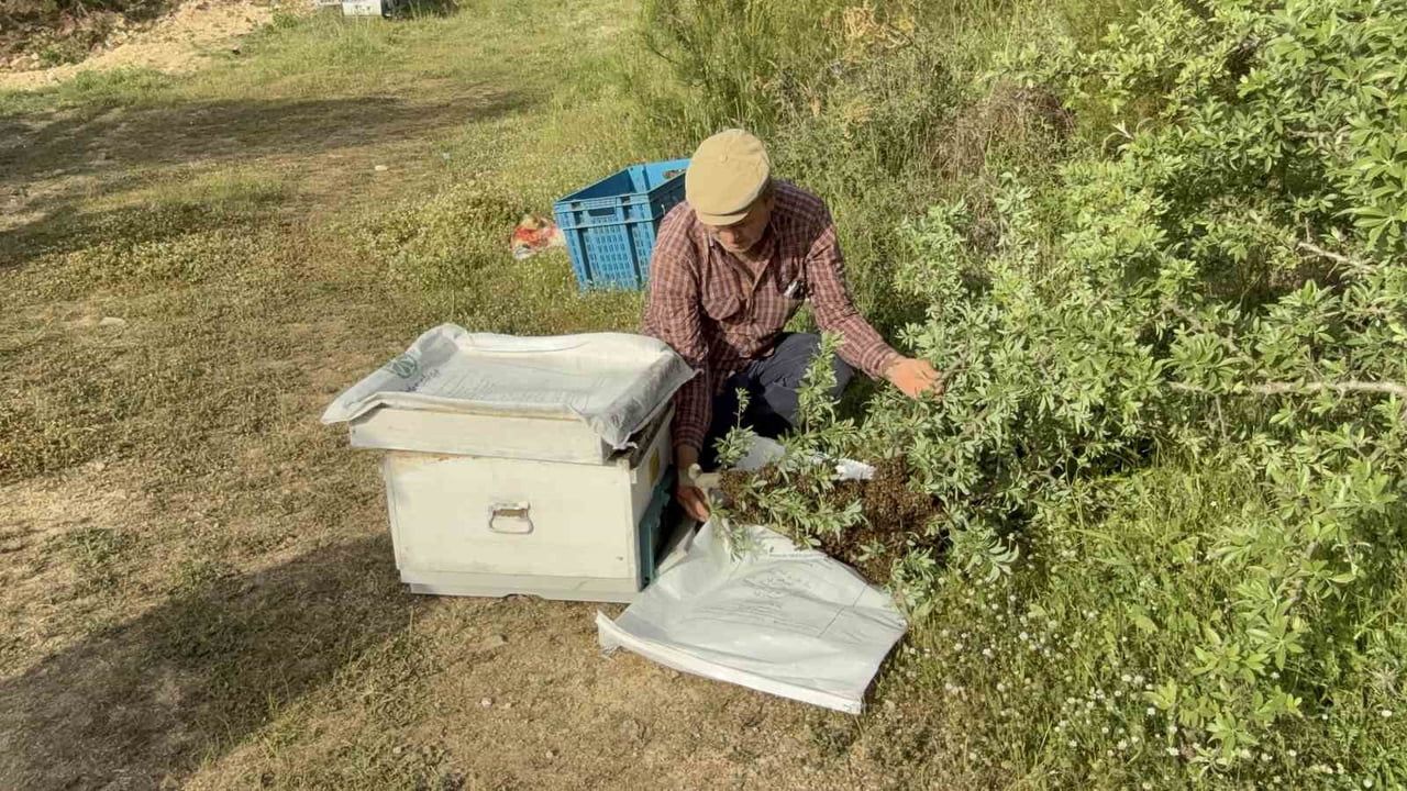 Çanakkale'de yavru arı bolluğu üreticileri bal sezonundan umutlu