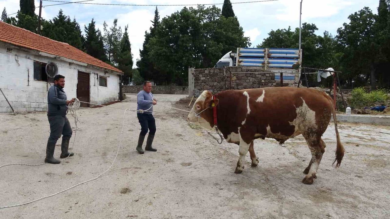 Çanakkale Paşaköy'de 1 ton 50 kg 'Paşaköy Efesi' kurbanlık boğa 420 bin TL'den satışta