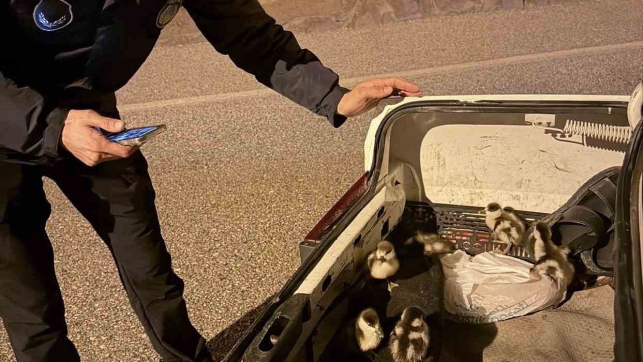 Çankırı'da Sağanak: Selden Etkilenen Ördek ve Yavruları Koruma Altına Alındı
