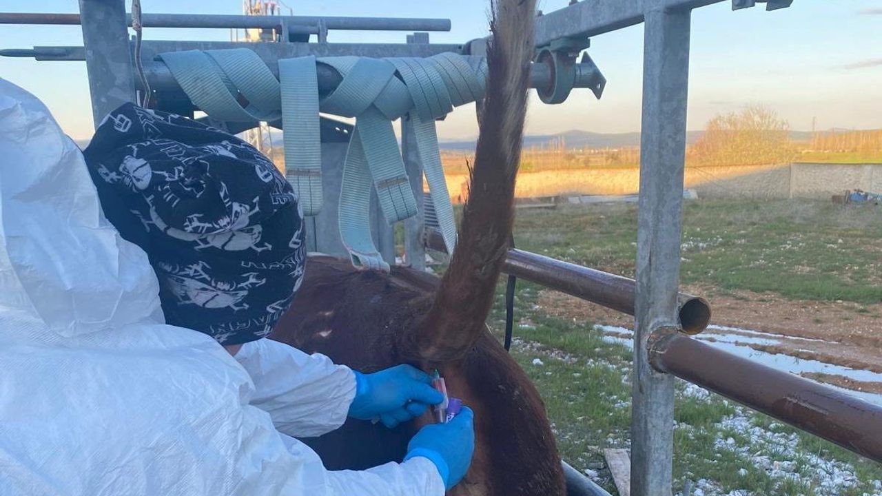 Çavdarhisar'da ithal damızlık etçi sığırlara sağlık kontrolleri yapıldı