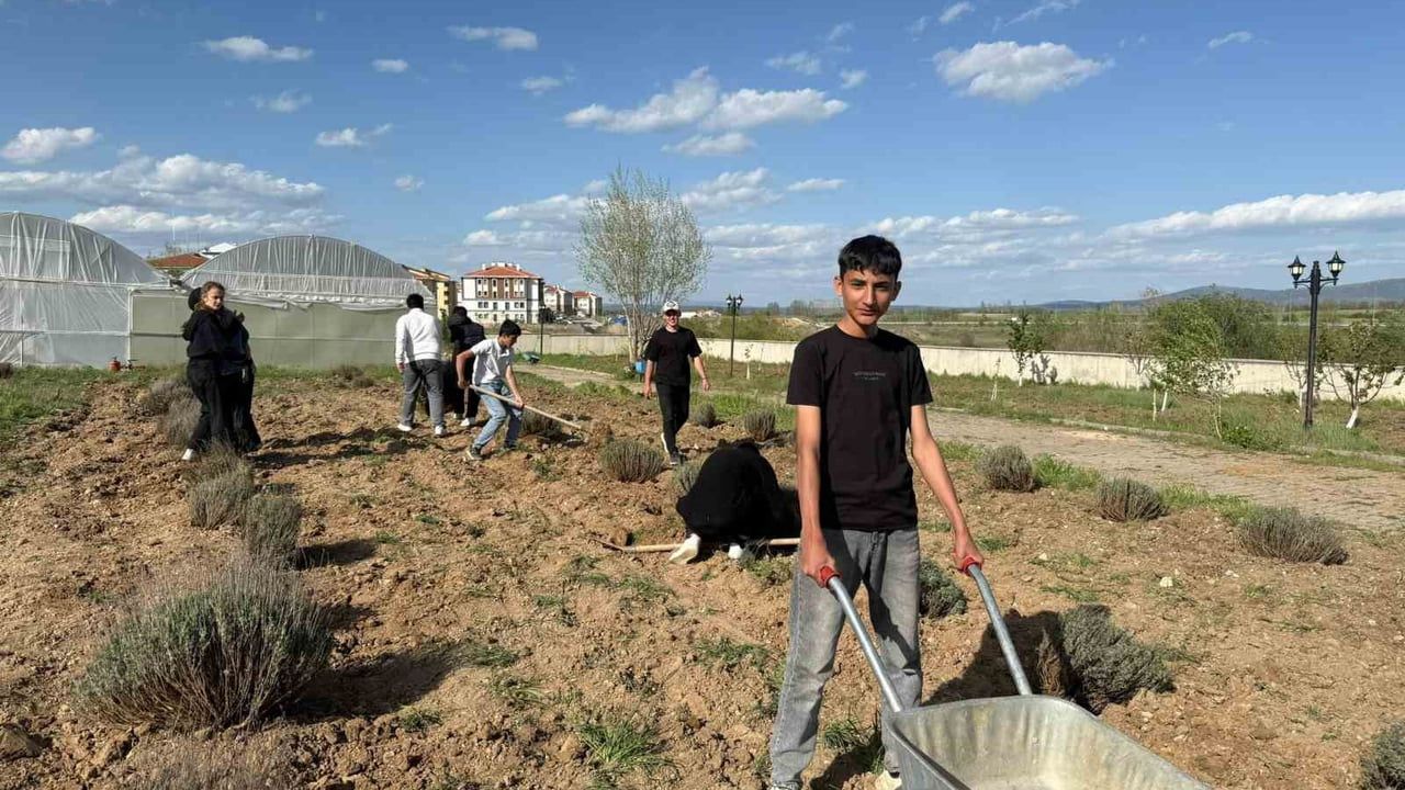 Çavdarhisar Mesleki ve Teknik Tarım Lisesi'nde lavanta fidesi dikimi: Eğitim ve üretime katkı hedefleniyor