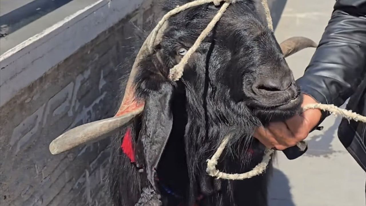 Çermik'te 70 kiloluk kurbanlık keçi 36 bin liraya satıldı